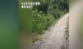 За зарослями скрывается обрыв.