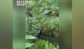 Стоки текут через дубраву.
