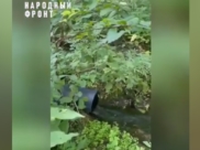 Стоки текут через дубраву.