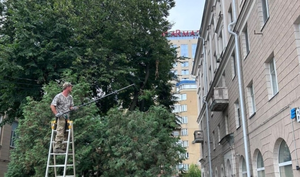 Обрезка туй.