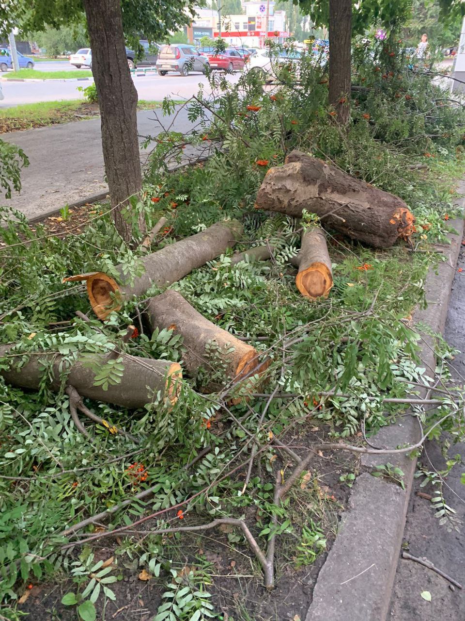 В Воронеже нелегально спилили рябину на улице Лизюкова