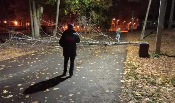 Дерево упало в парке.