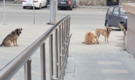 Свора бездомных собак в Воронеже.