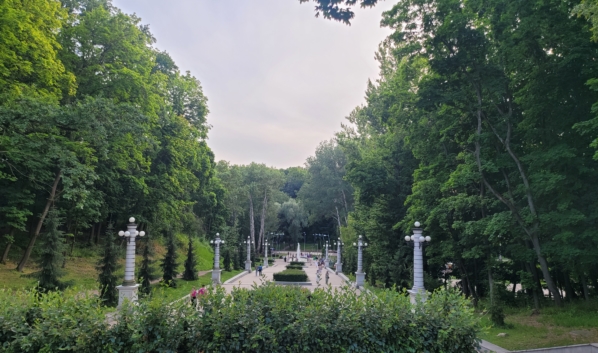Деревья в парке.
