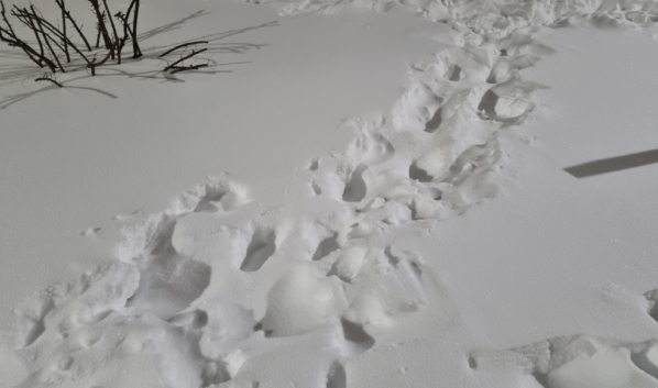 Засыпанный снегом двор в Воронеже.