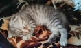 Котенок Феликс.
