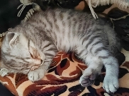 Котенок Феликс.