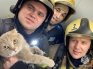 Пожарные спасти кота.