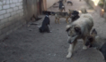 Бездомные собаки в самовольно организованном приюте.