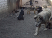 Бездомные собаки в самовольно организованном приюте.