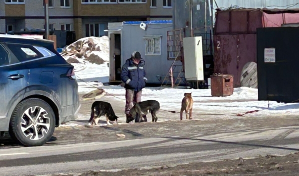 Часть своры.
