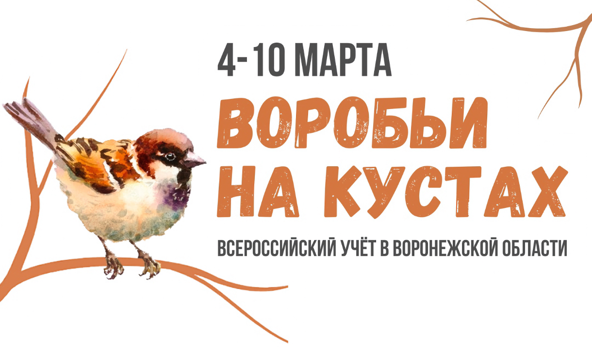 Перепись воробьёв пройдёт в Воронежской области с 4 по 10 марта