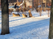 Бездомные собаки в Воронеже.