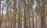 Воронежца избили в лесополосе.