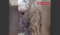Участок с сухостоем.