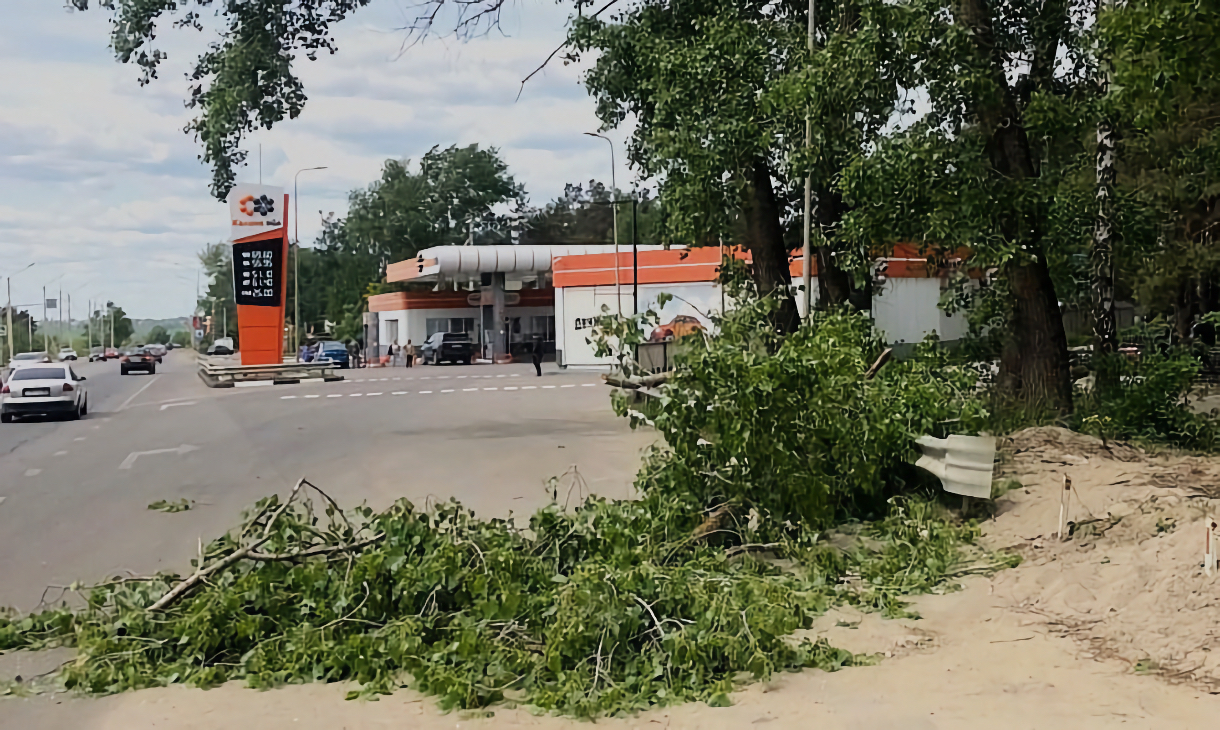 В Воронеже ветка дерева упала на женщину около Лесного кладбища