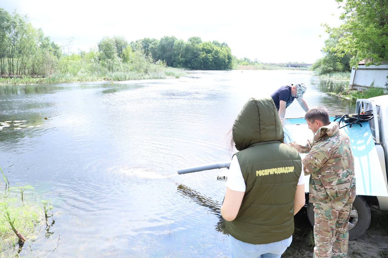 В воронежскую реку Битюг выпустили три тысячи мальков стерляди