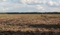 Поле должны будут очистить от запрещенного растения.