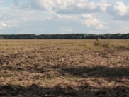Поле должны будут очистить от запрещенного растения.