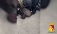 Задержание подозреваемых.