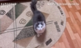 У кота из-за холода цистит.