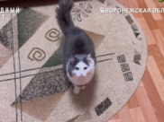 У кота из-за холода цистит.