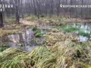 Так сейчас выглядит водоем.