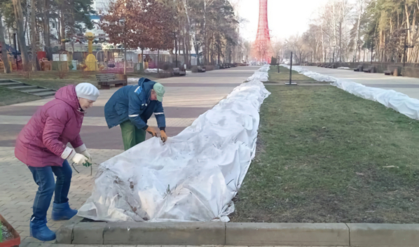 С роз снимают укрывной материал.