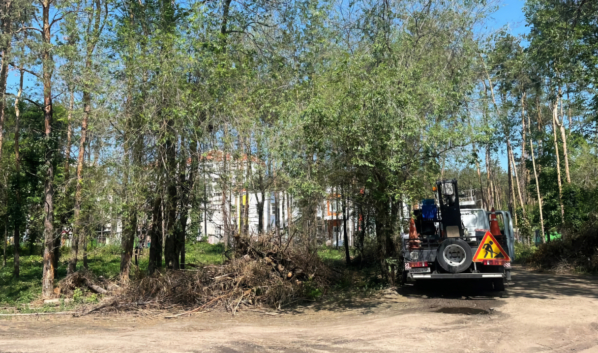 Убирают валежник.