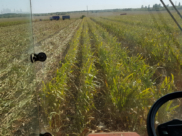 Уборка урожая.