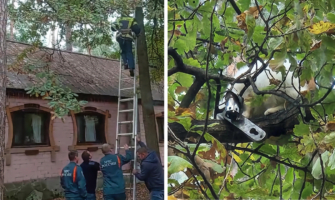 Спасатели сняли с дерева кота.