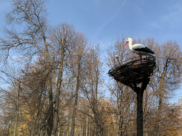 Осень в Воронеже.