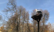 Осень в Воронеже.