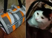 Кошку забыли в автобусе.