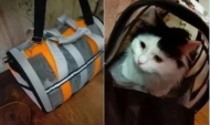 Кошку забыли в автобусе.